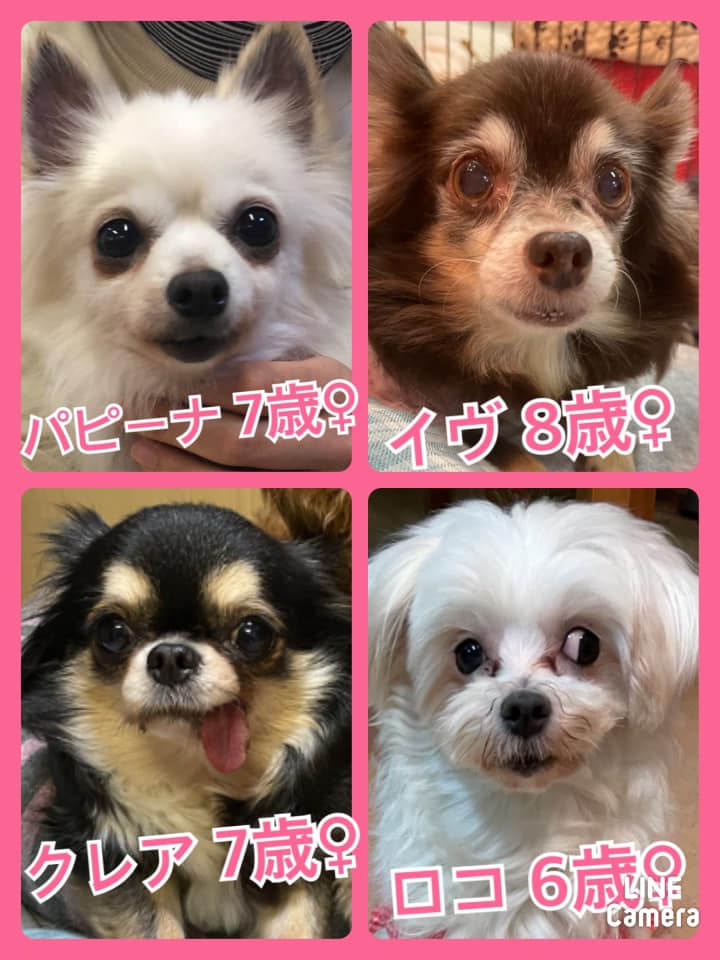 🐾今日の里親様募集中ワンコ🐶メンバーです🐾2021,2,14